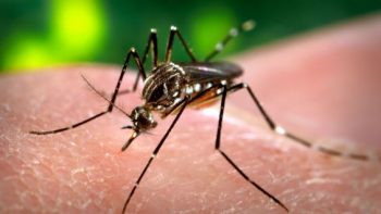 dengue