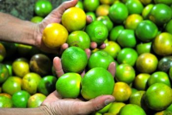 frutas